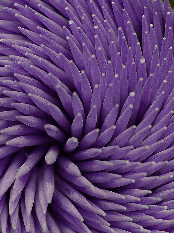 ���������, ������������� ����.